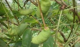 吃六月瓜视频大全免费观看,视频大全带你一网打尽